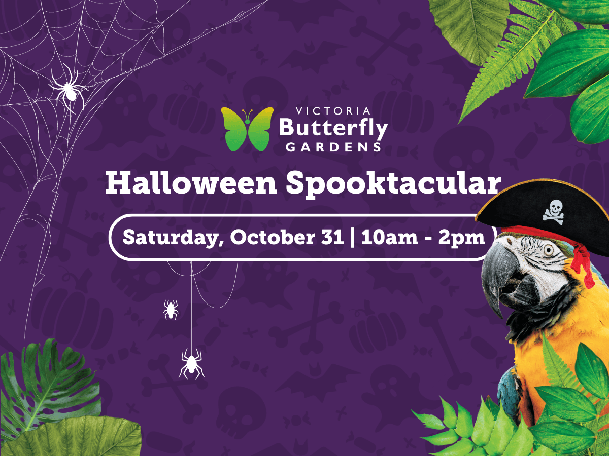 Halloween Spooktacular at Victoria Butterfly Gardens