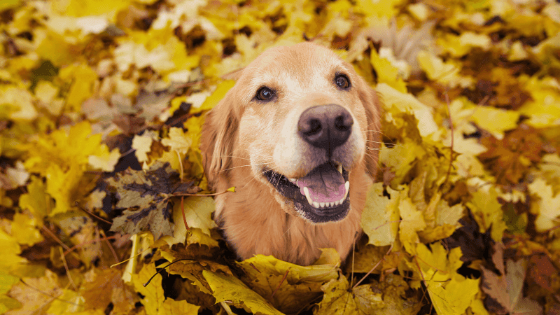 Harvest for Hounds at Victoria