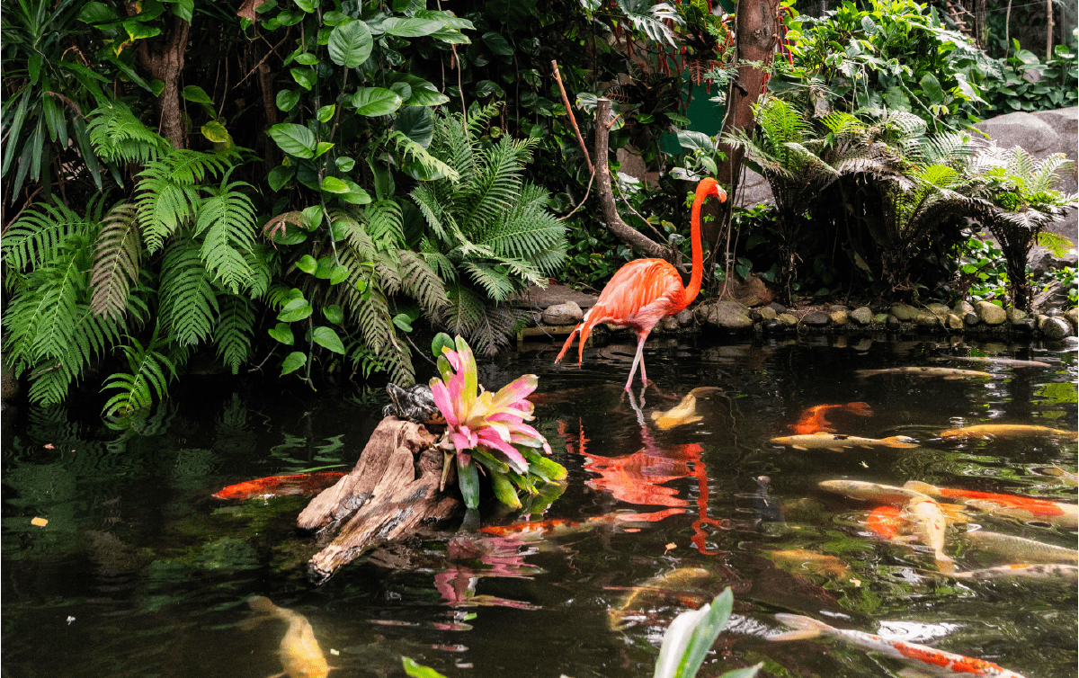 Forest Bathing in the Gardens at Victoria Butterfly Gardens