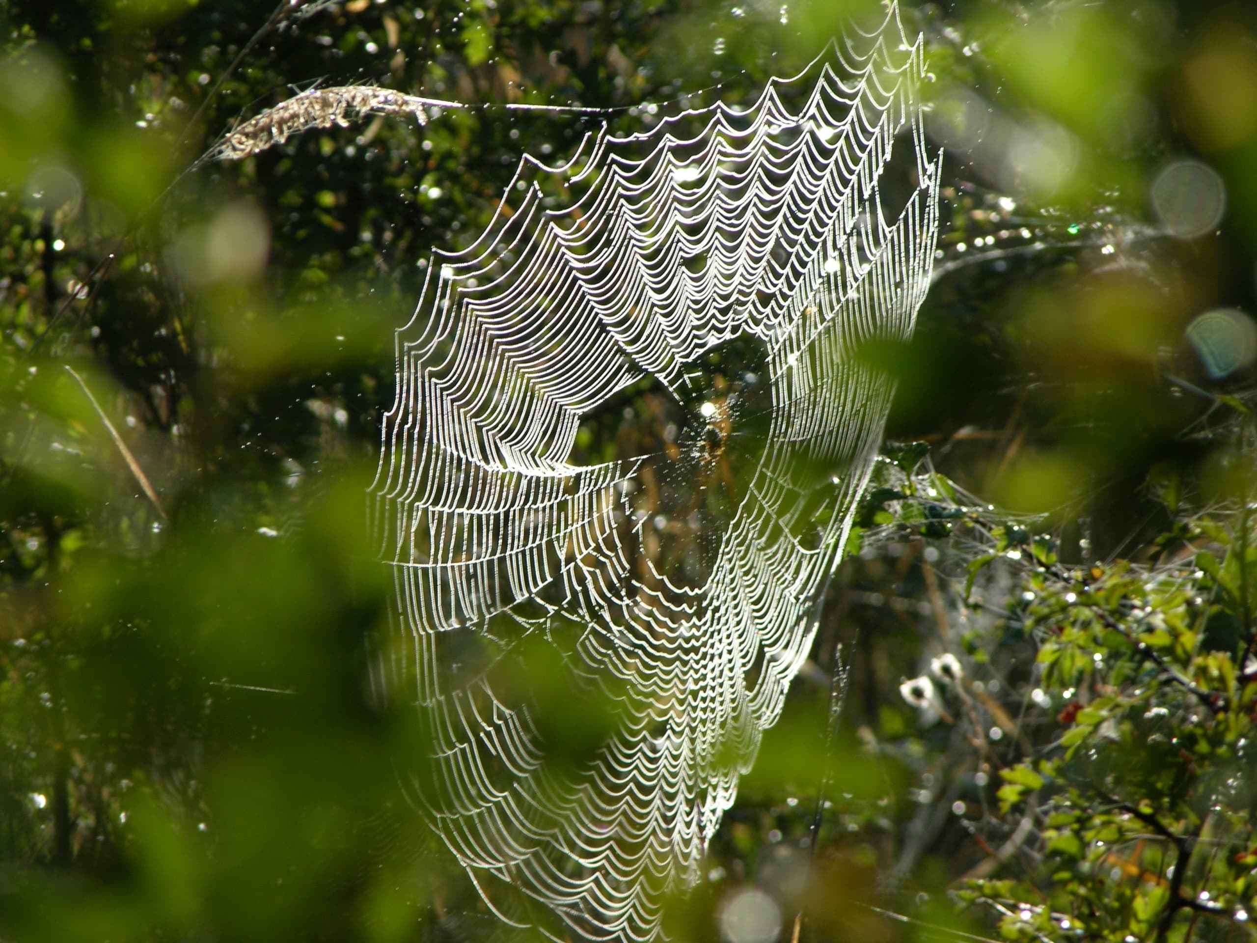 Halloween Activities at Swan Lake at Swan Lake Christmas Hill Nature Sanctuary