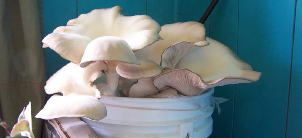 Grow Your Own Mushrooms at Compost Education Centre