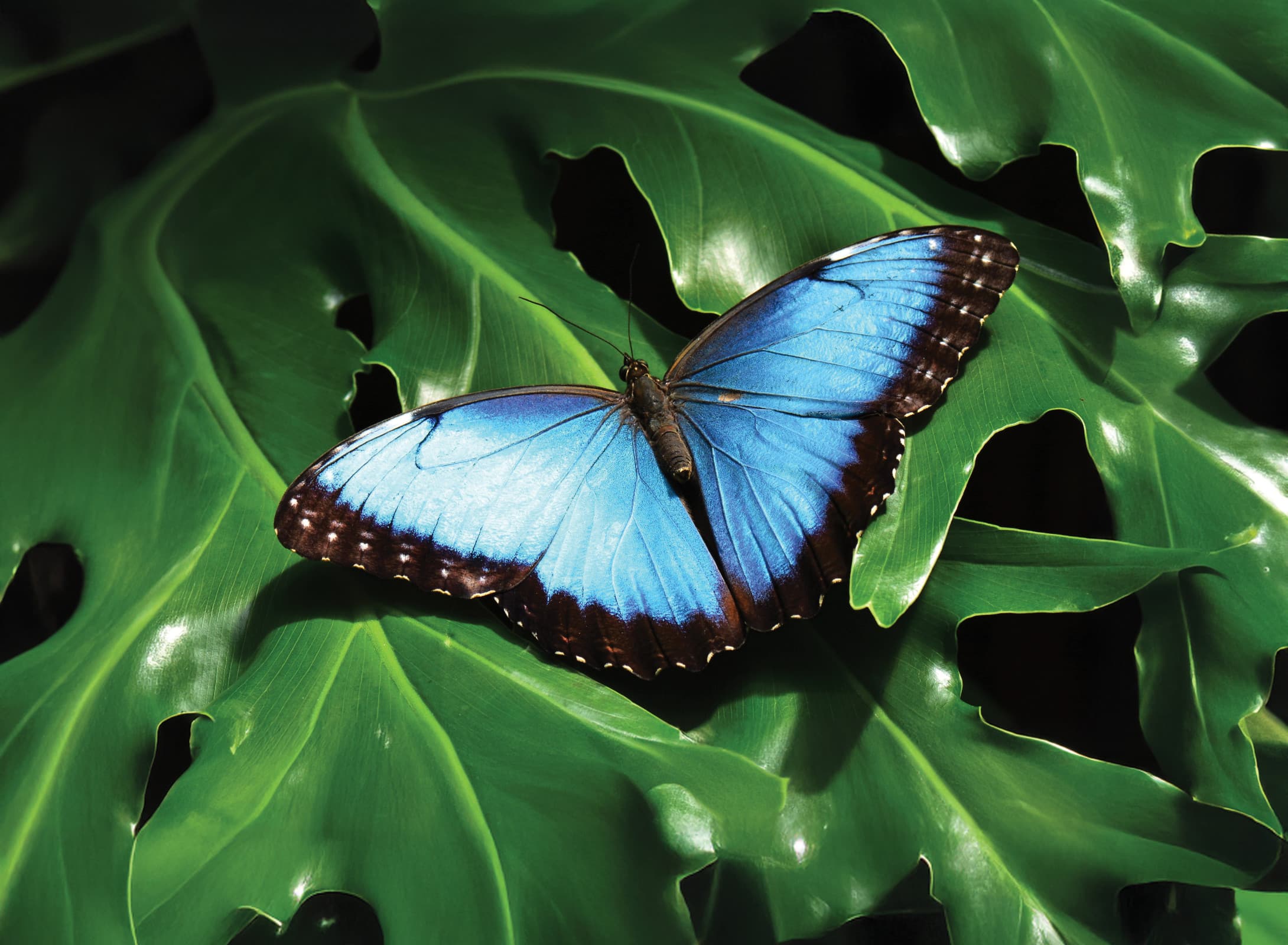 Paint in Paradise with Debra Thomlinson at Victoria Butterfly Gardens