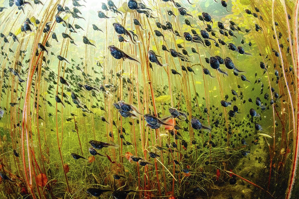 Go Fish at Royal BC Museum