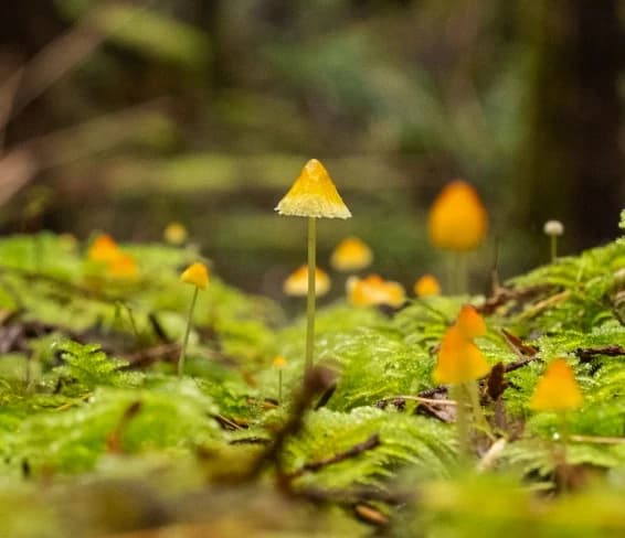 Mushrooms of the West Coast – Weekend Field Course at Tofino
