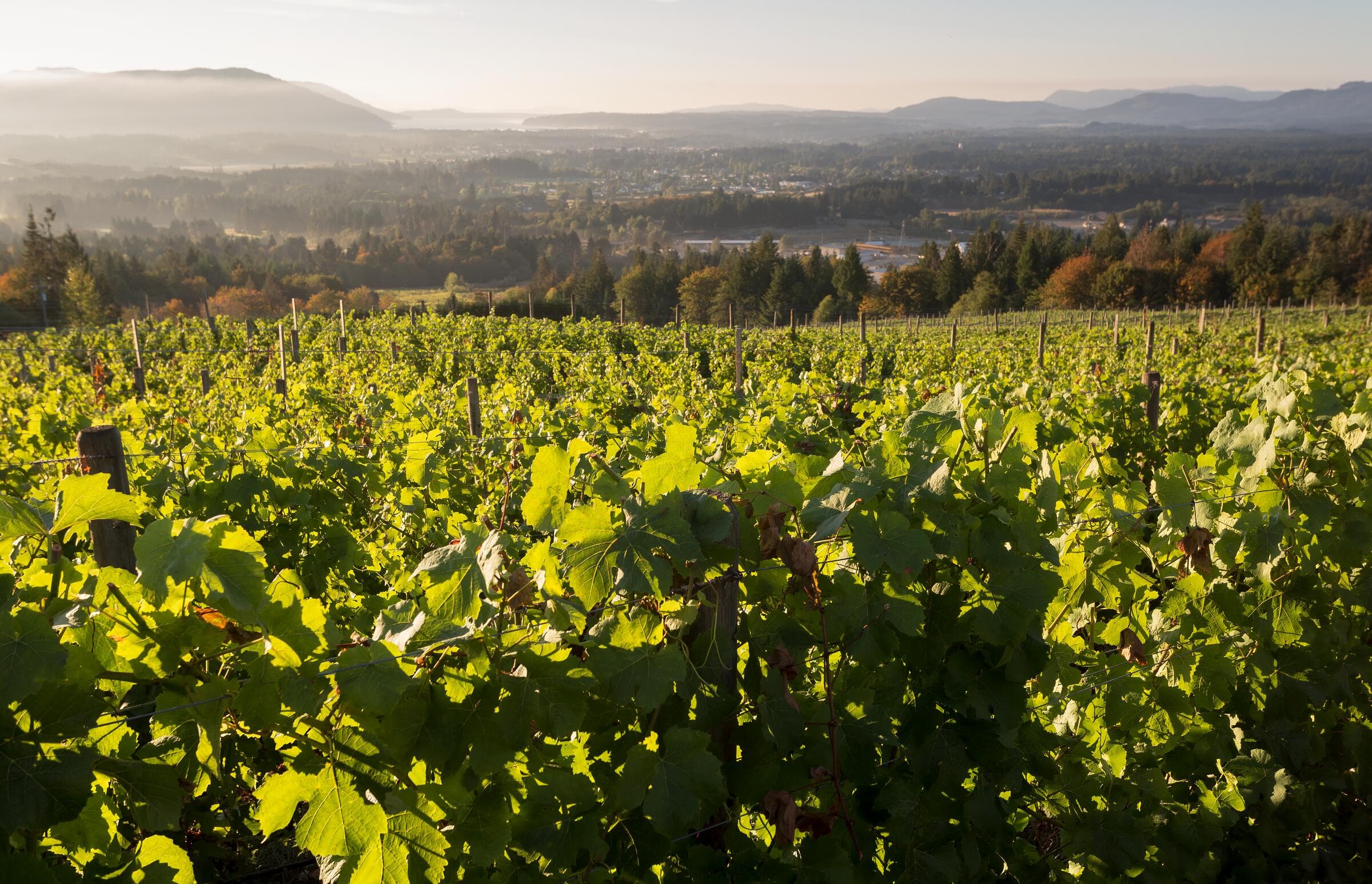 A vineyard overlooking Duncan and the Cowichan Valley