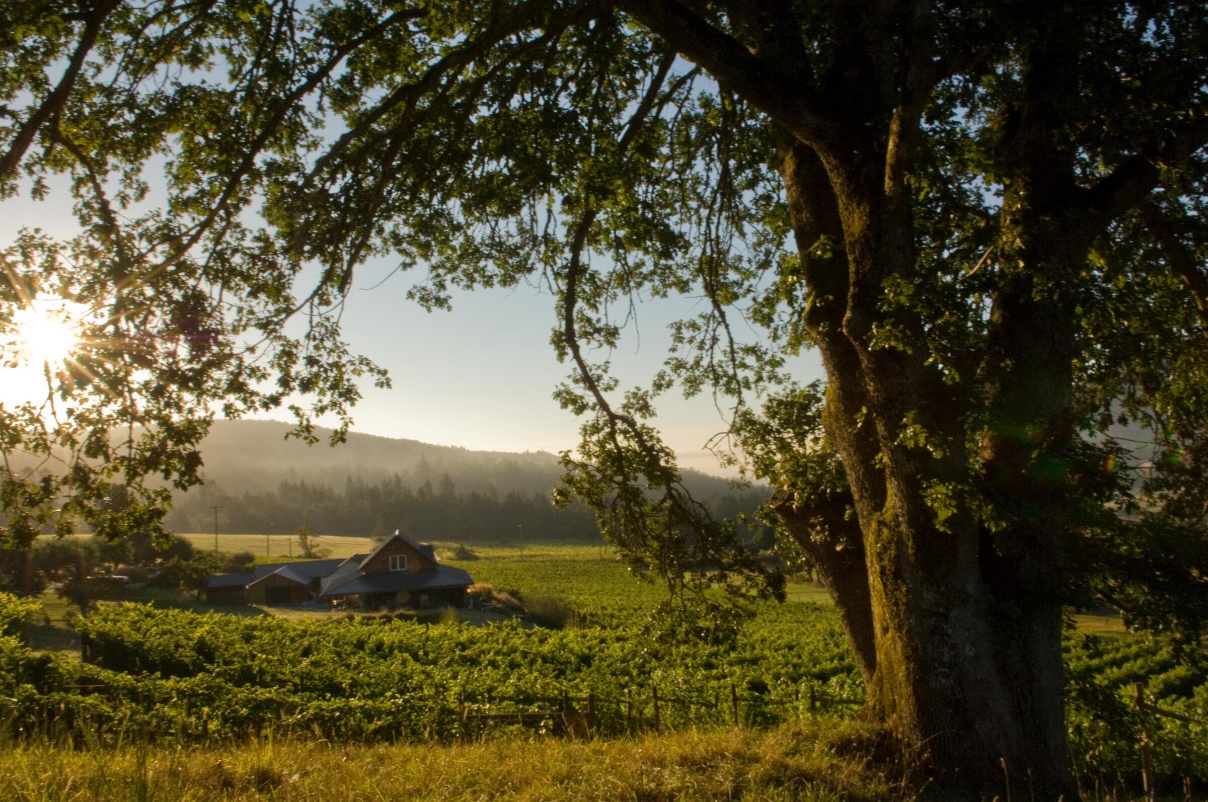 A vineyard framed by an oak tree on Salt Spring Island