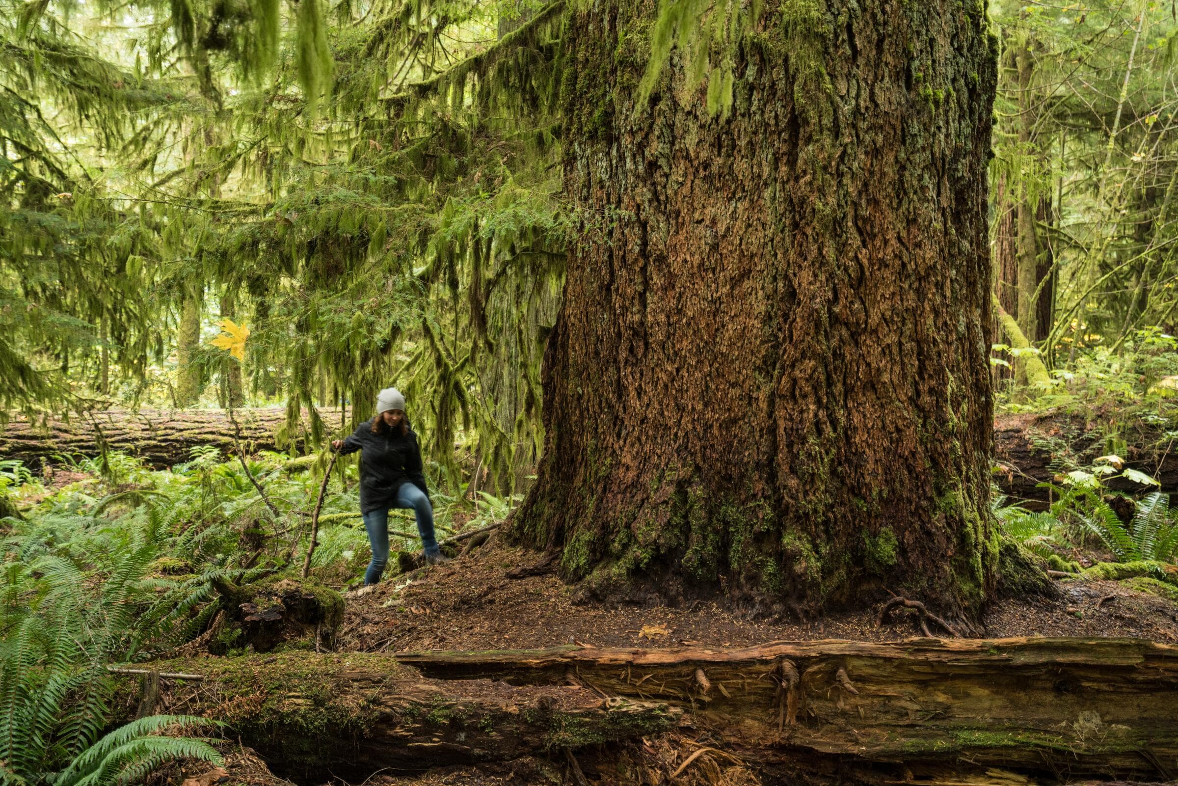 A hiker beside a giant old-growth tree in Cathedral Grove
