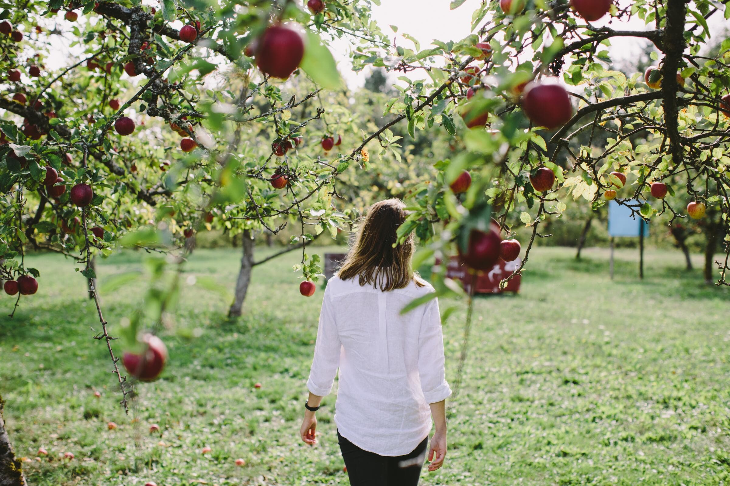 A visitor walking through an apple orchard at a Cobble Hill cidery