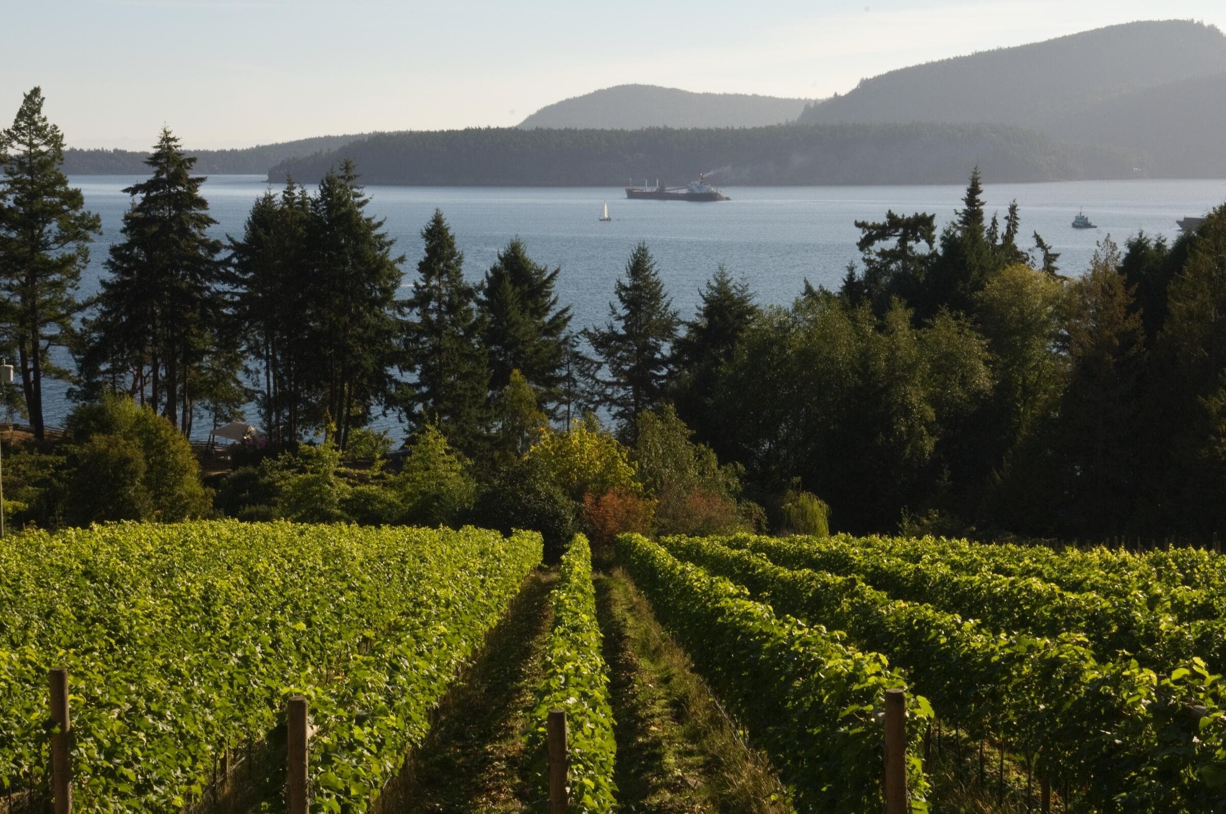 Vineyard rows running down to the sea on Pender Island
