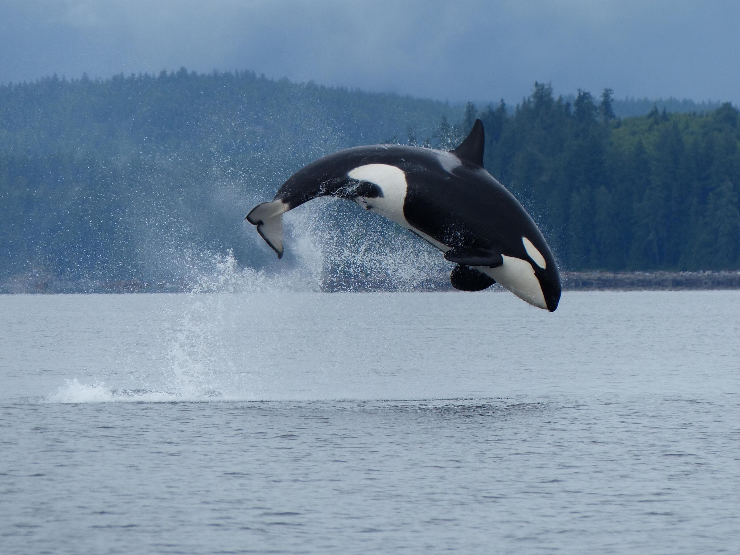 An orca leaping clear of the water off Campbell River