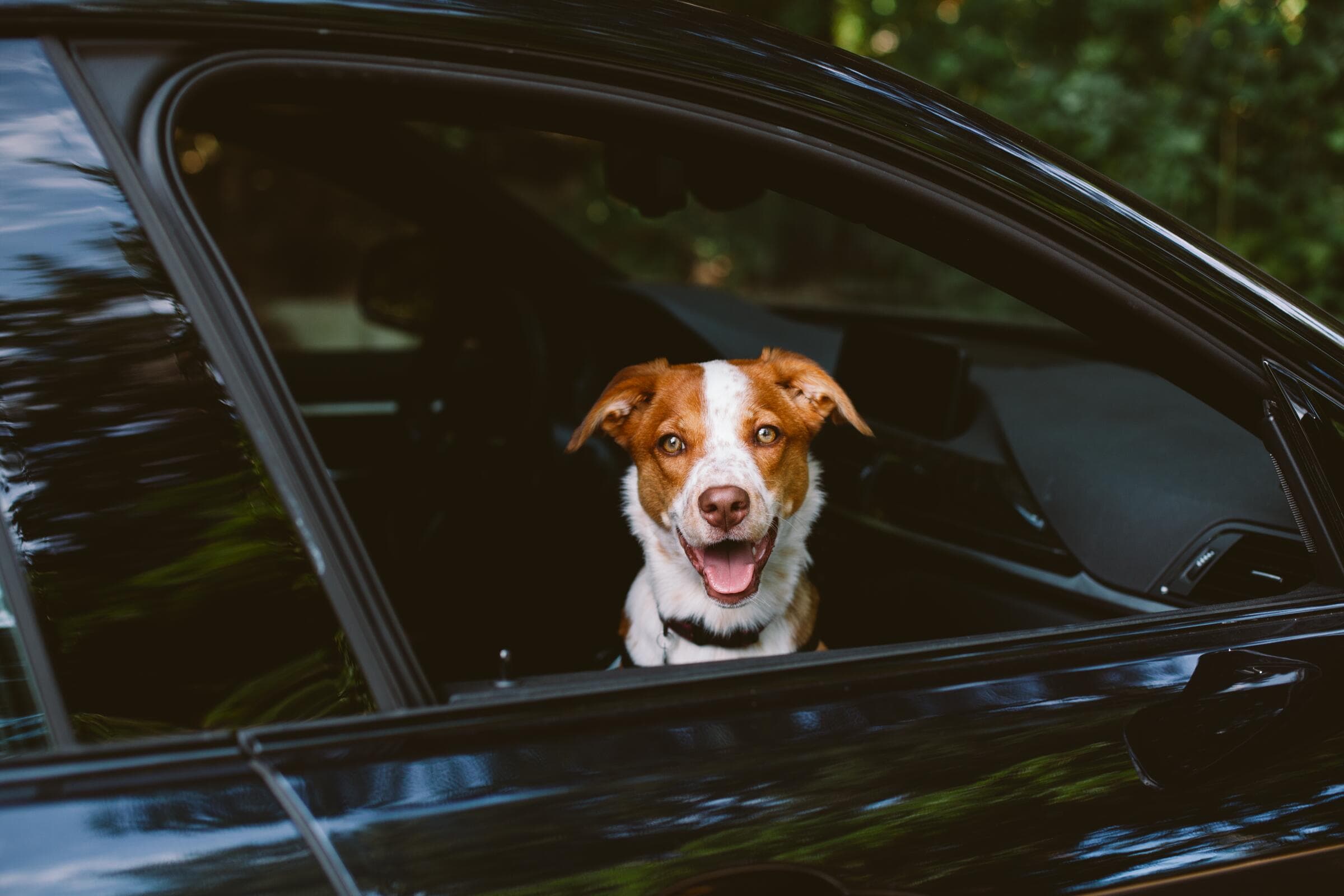A happy dog looking out of a car window on a road trip