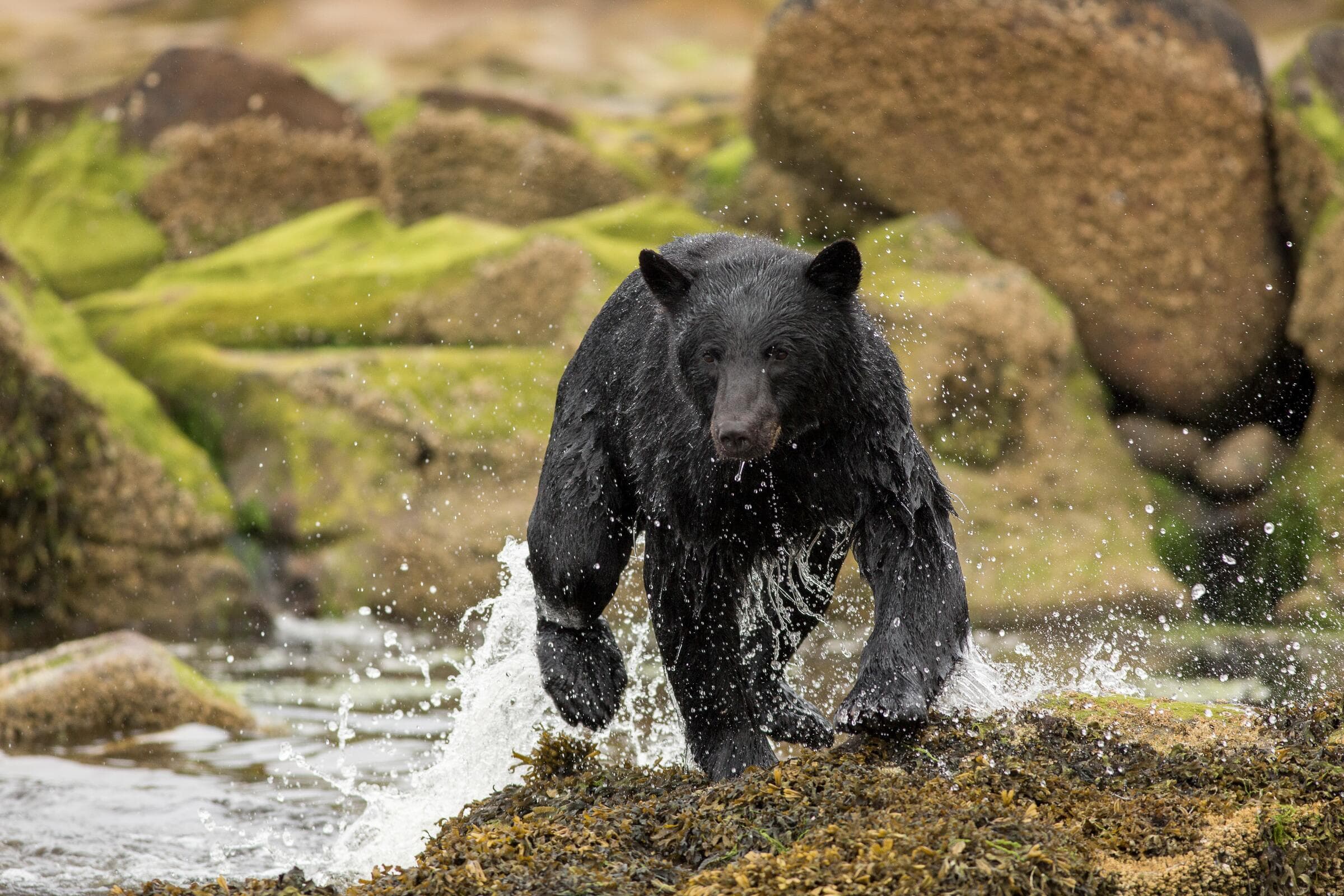 A black bear walking out of a creek near Port Hardy