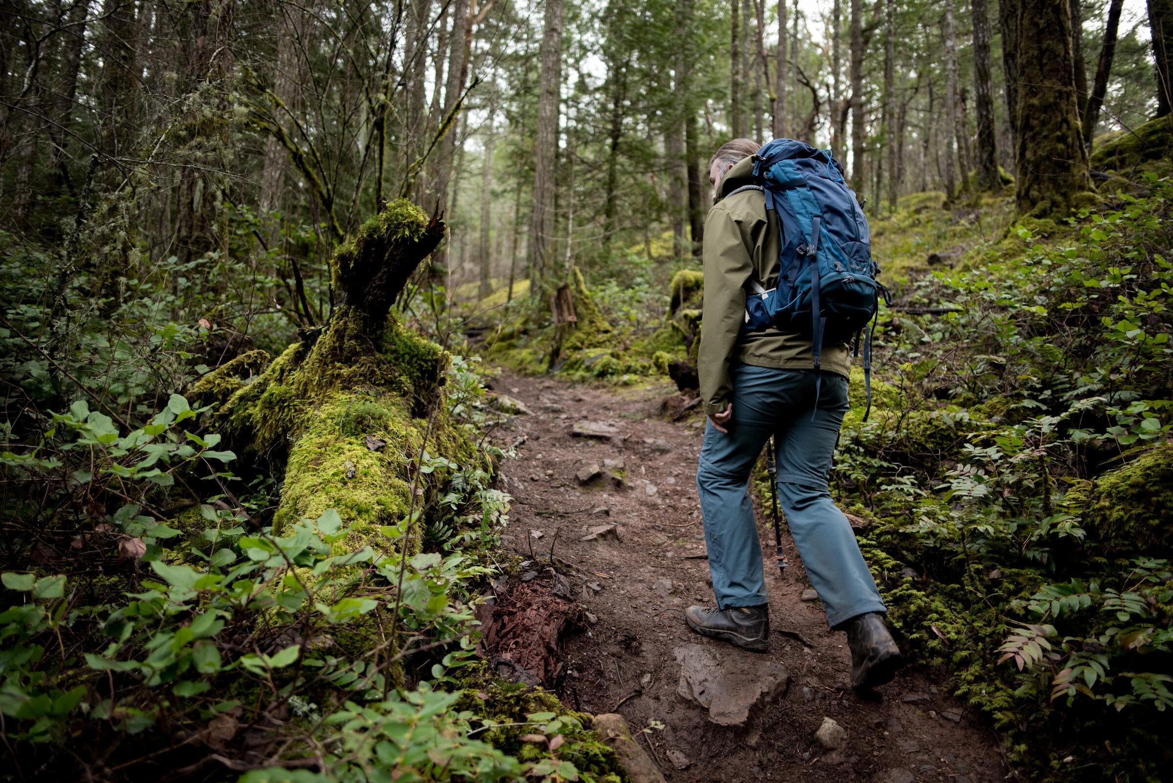 A hiker climbing a forest trail near Sooke