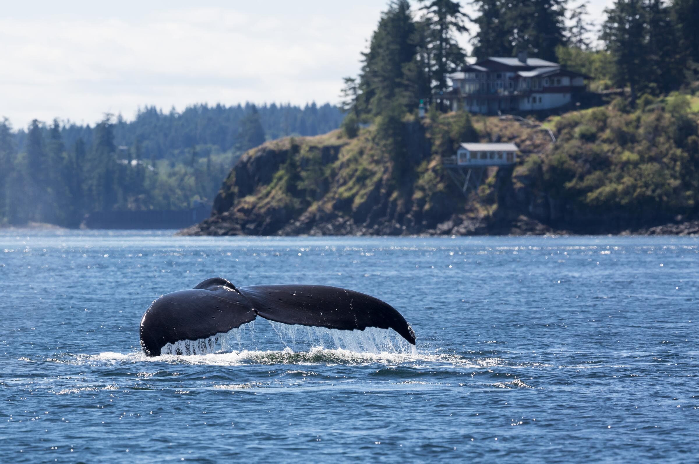 A humpback whale's tail near Seymour Narrows, Campbell River