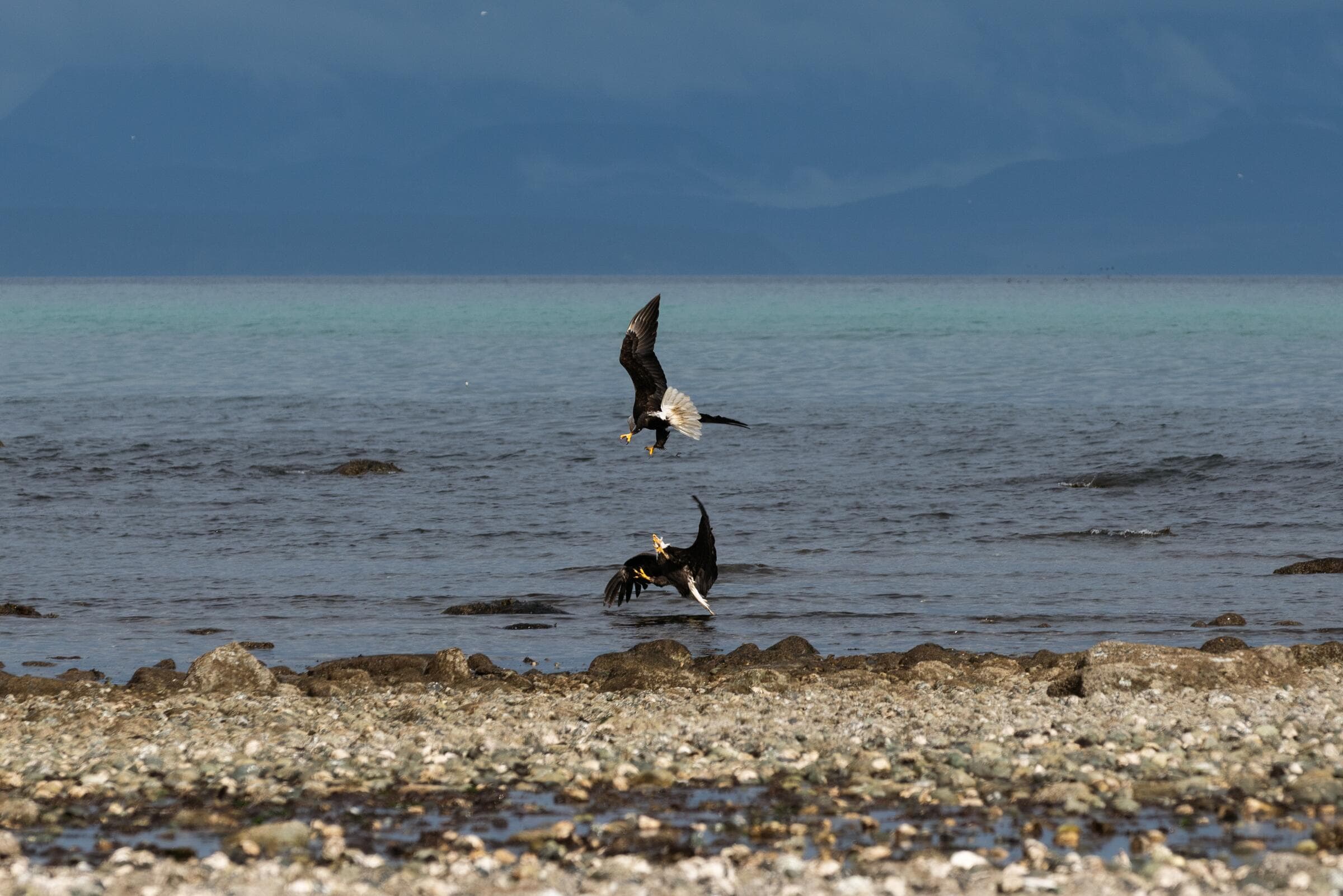 Two bald eagles diving over the water off Comox