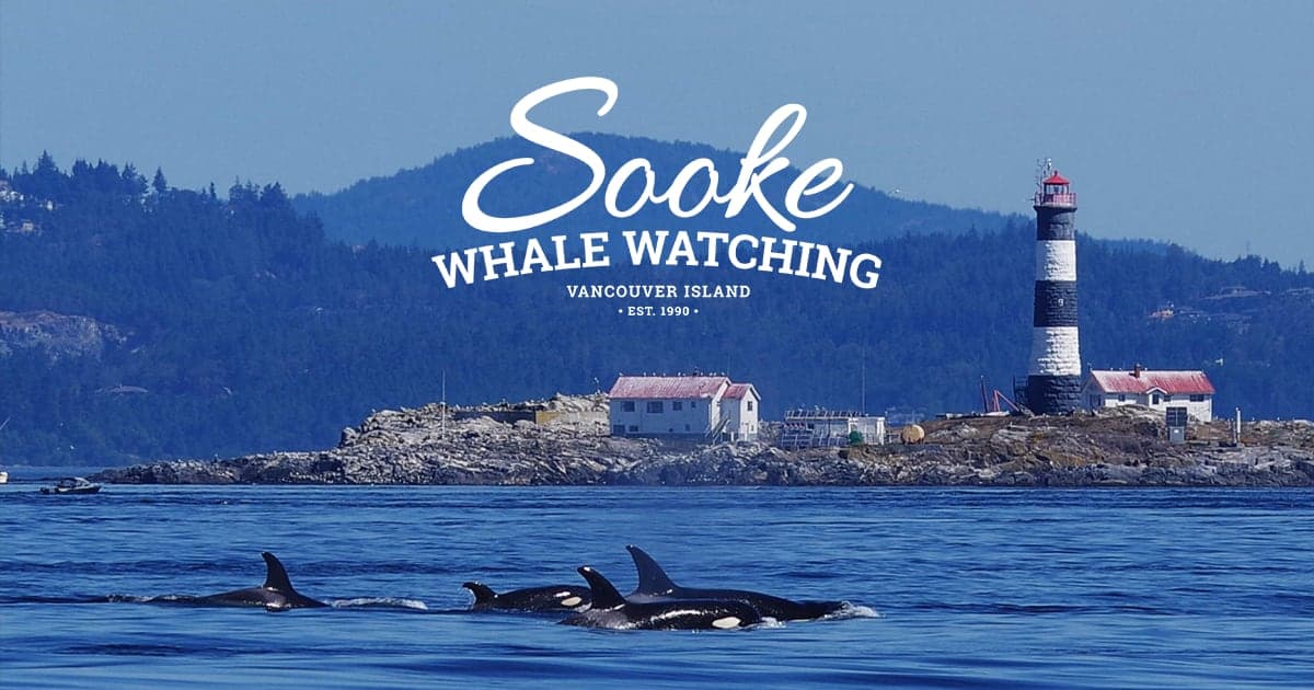 Sooke Whale Watching / Sooke Coastal Explorations in Sooke