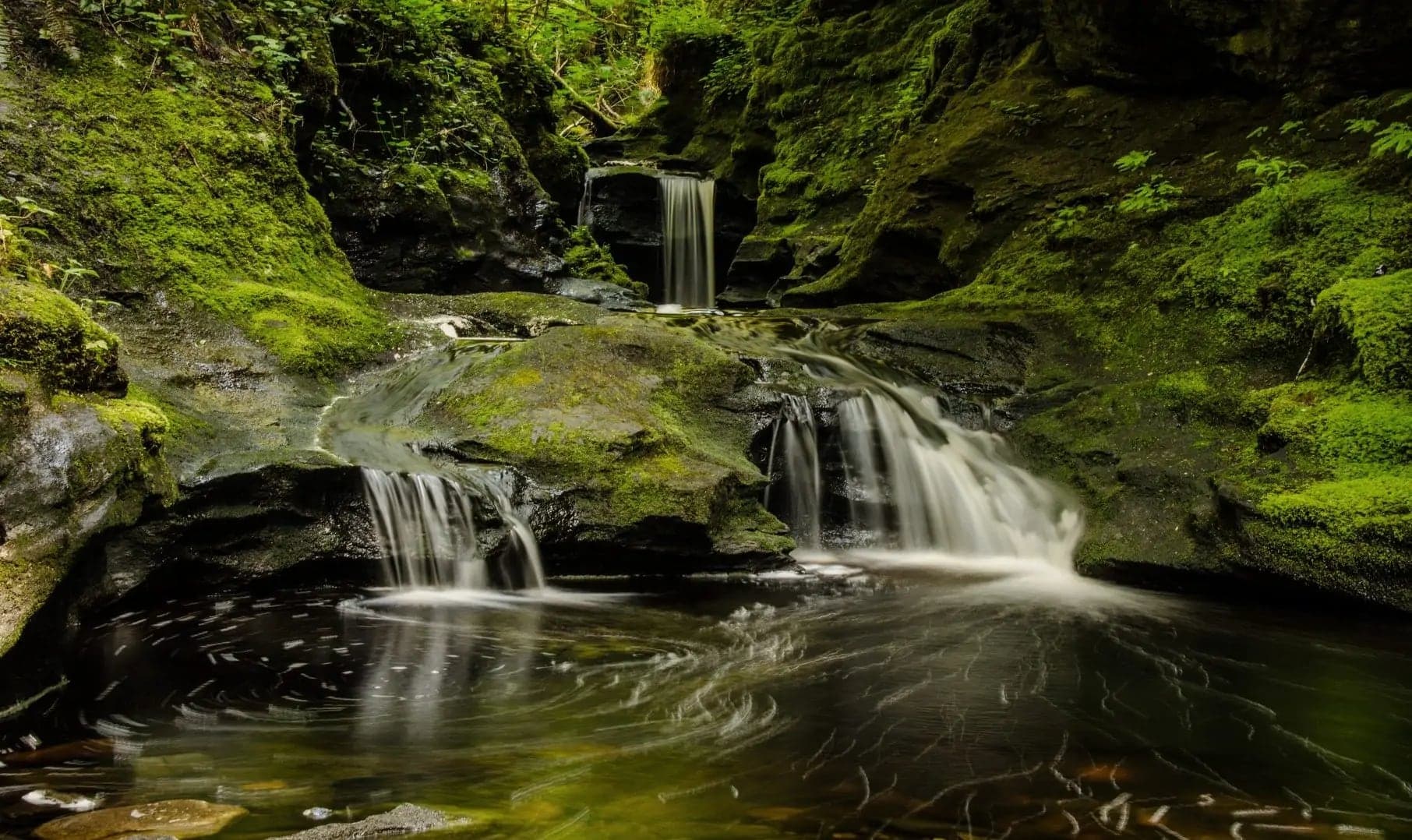 Rainforest Tours in Victoria