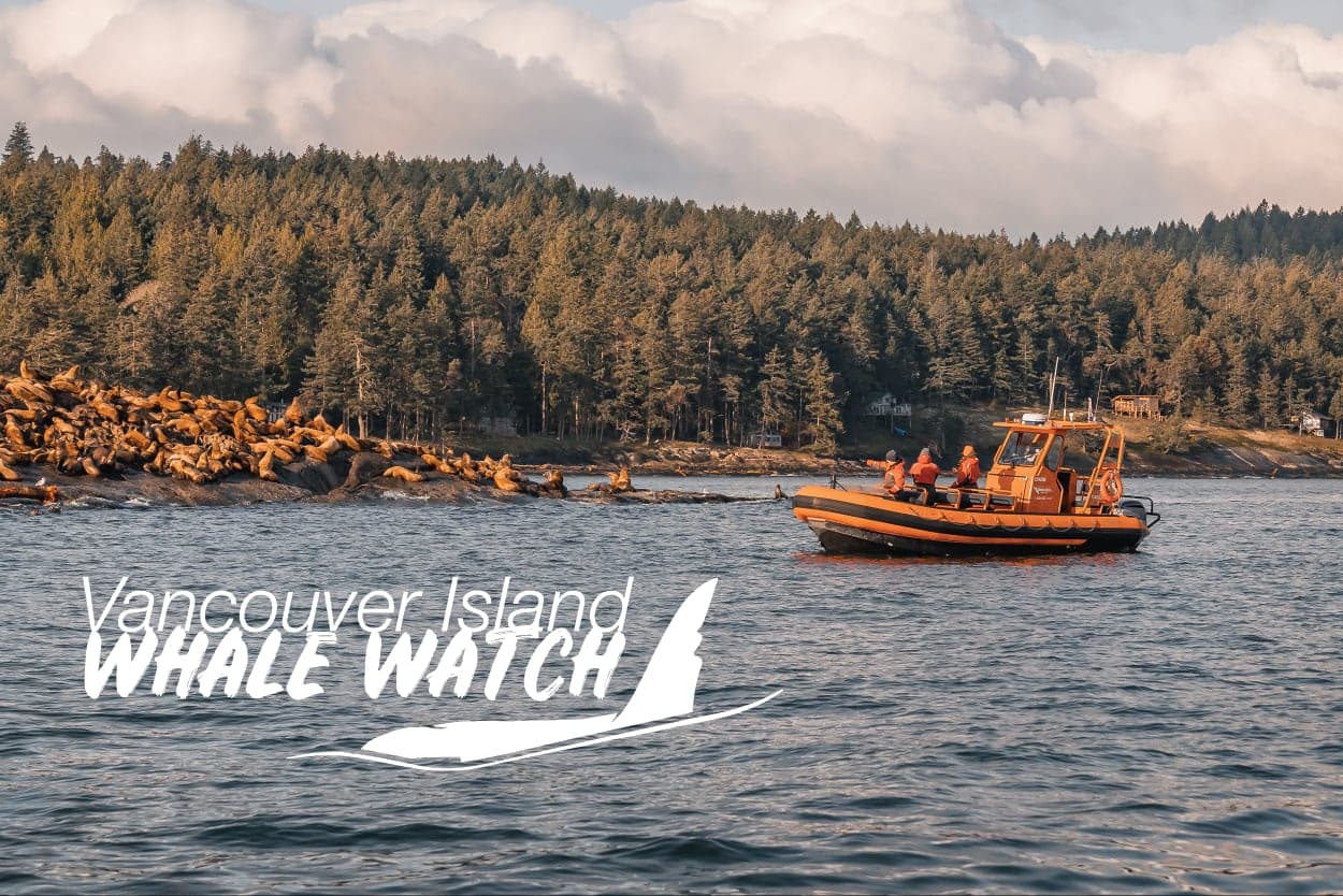 Vancouver Island Whale Watch in Nanaimo