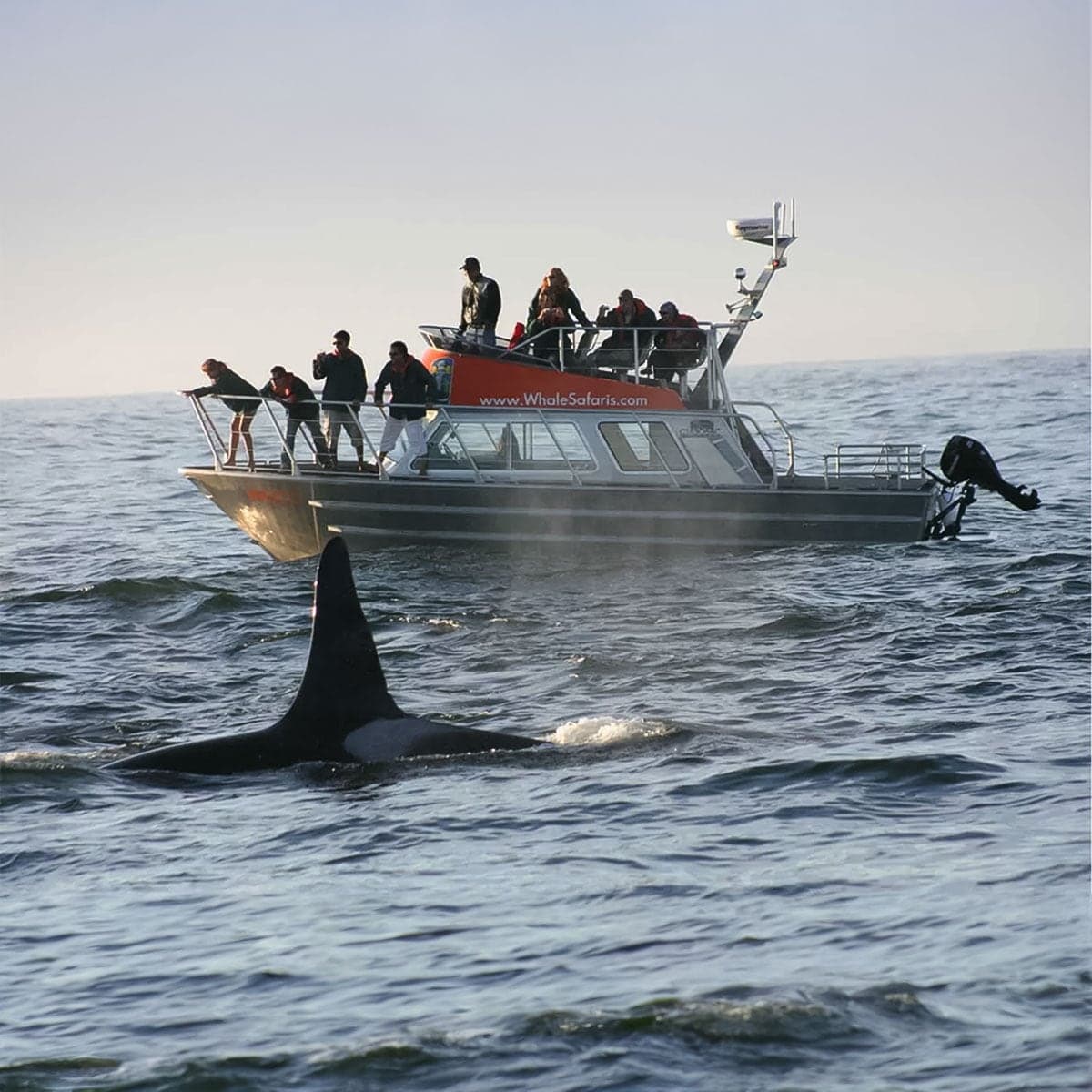 West Coast Aquatic Safaris in Tofino