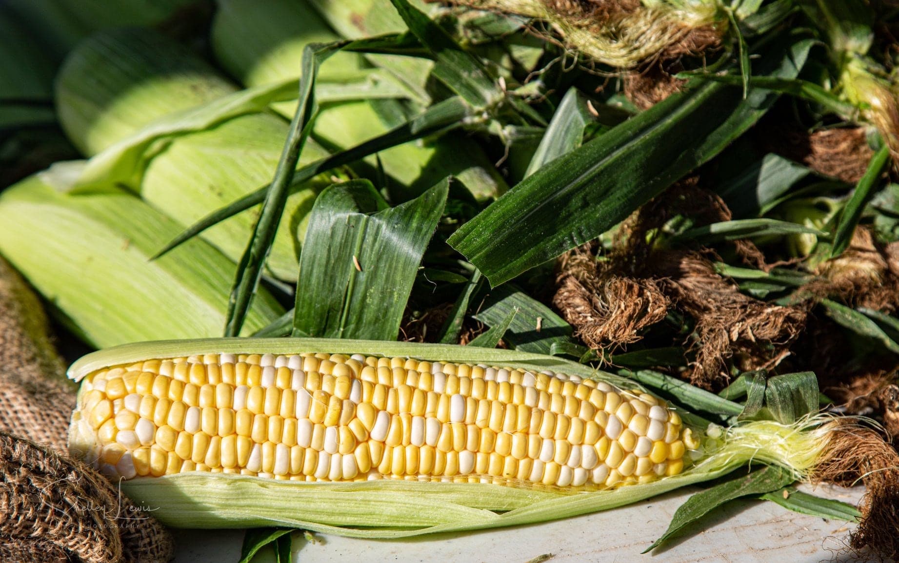 Silver Rill Corn in Sidney