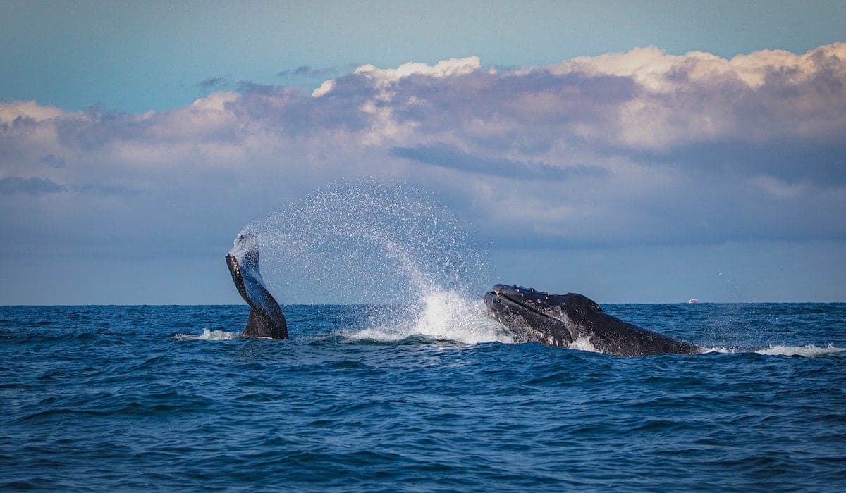 Wild Waterways Adventures in Campbell River