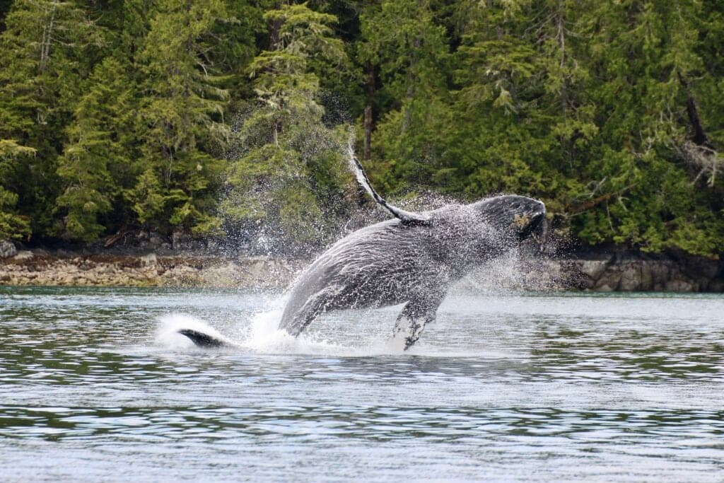 Cameron Ocean Adventures in Ucluelet
