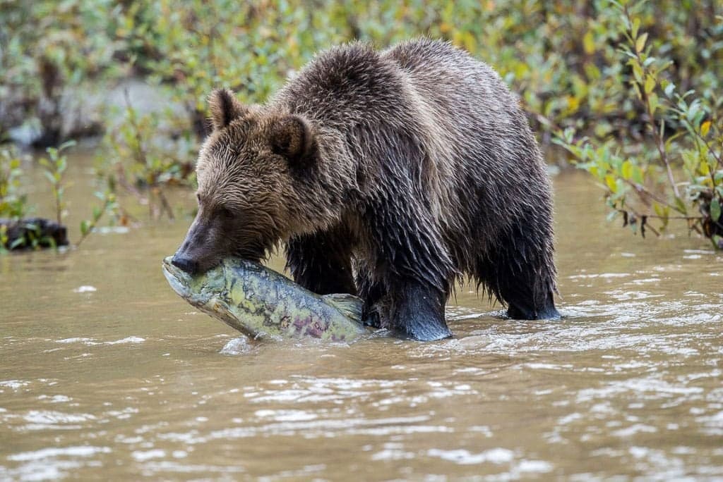 Homalco Wildlife and Cultural Tours in Campbell River
