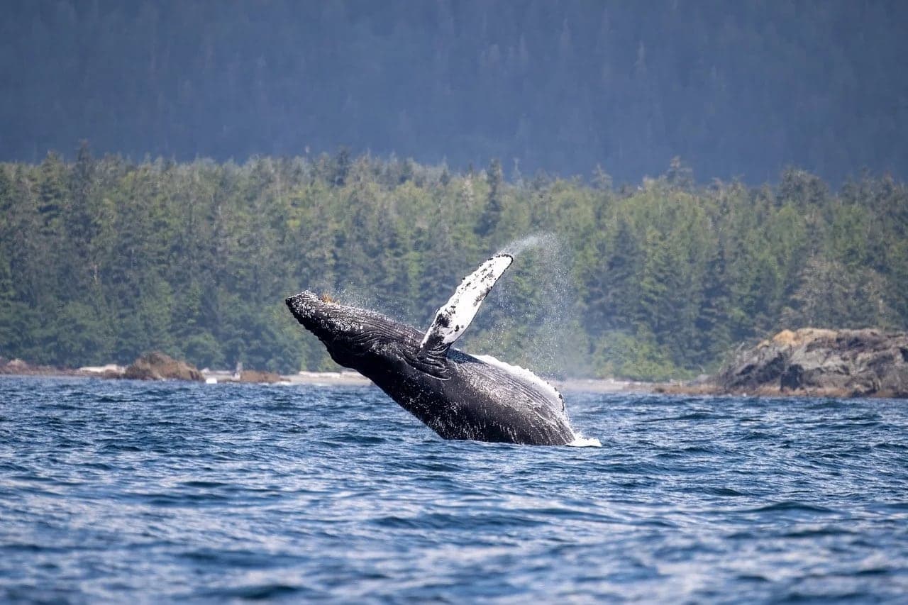 The Whale Centre in Tofino
