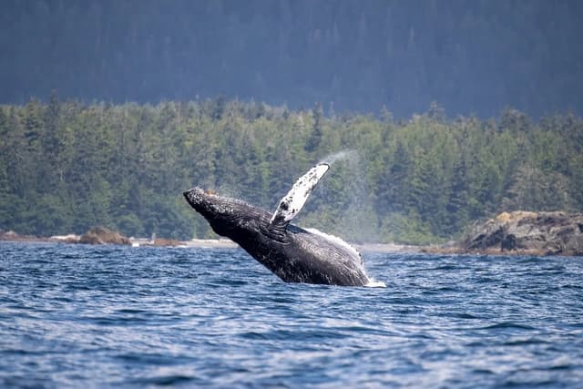 The Whale Centre in Tofino