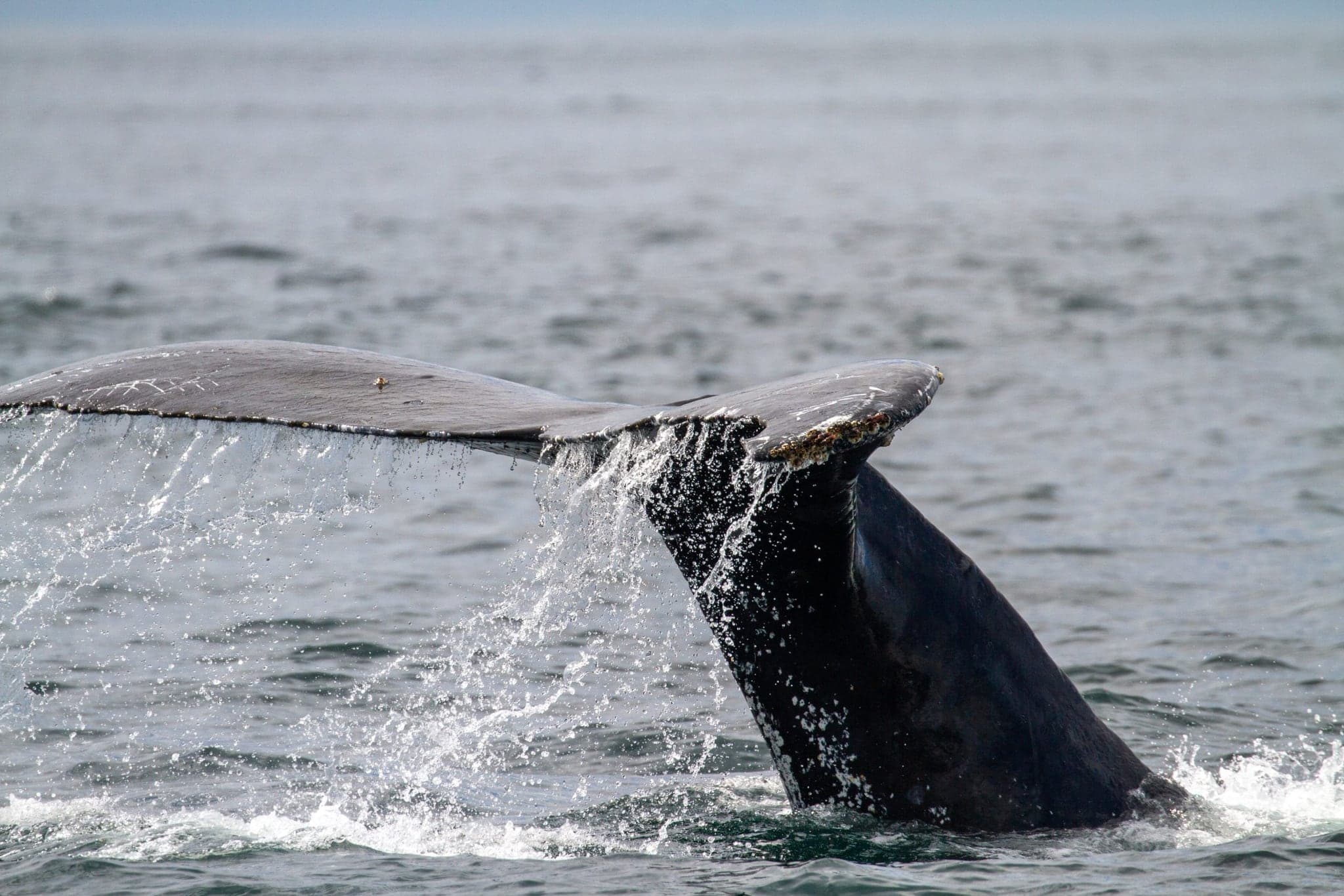 Sidney Whale Watching in Sidney