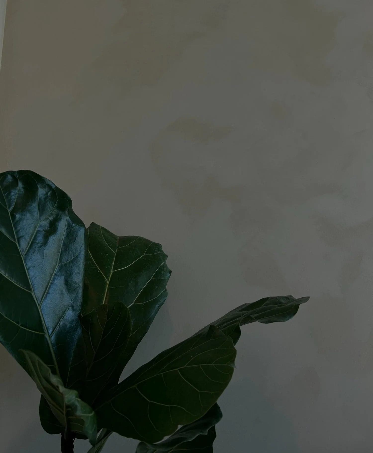 Sustain Collective Wellness Company in Parksville