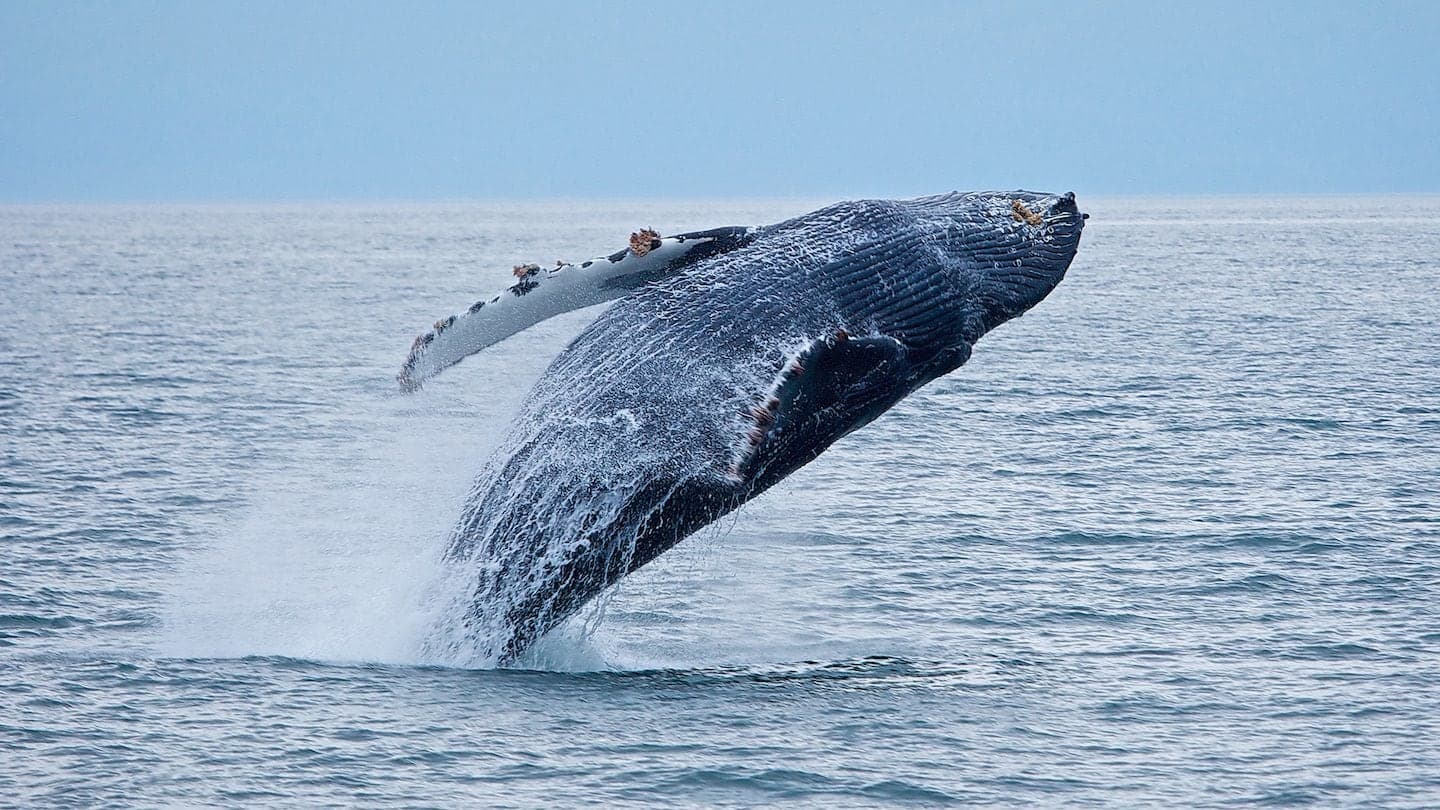 50 North Adventures in Campbell River