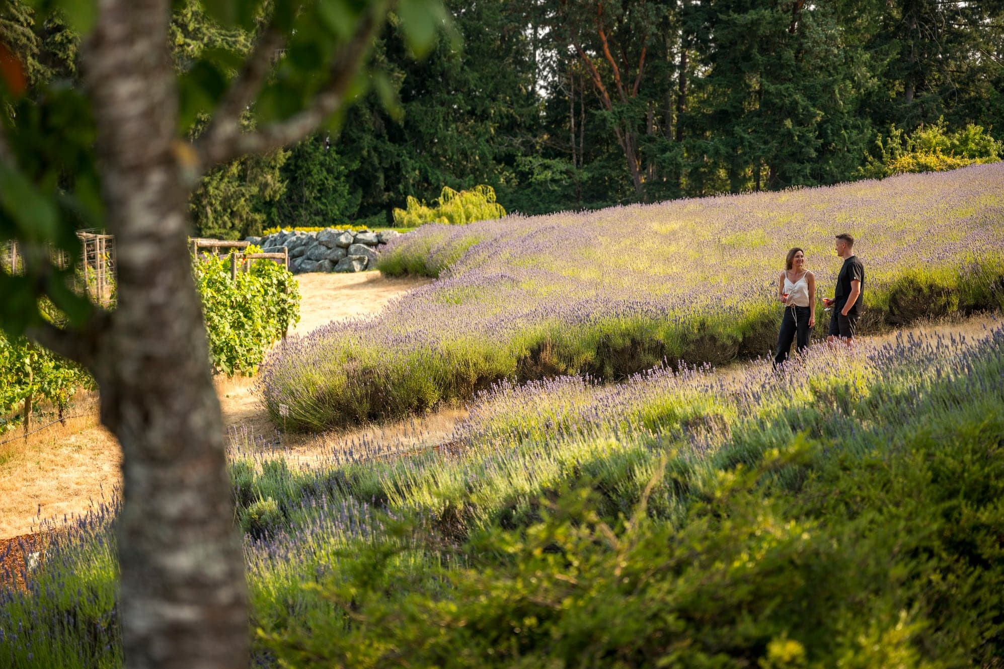 Cobble Hill Winery in Duncan