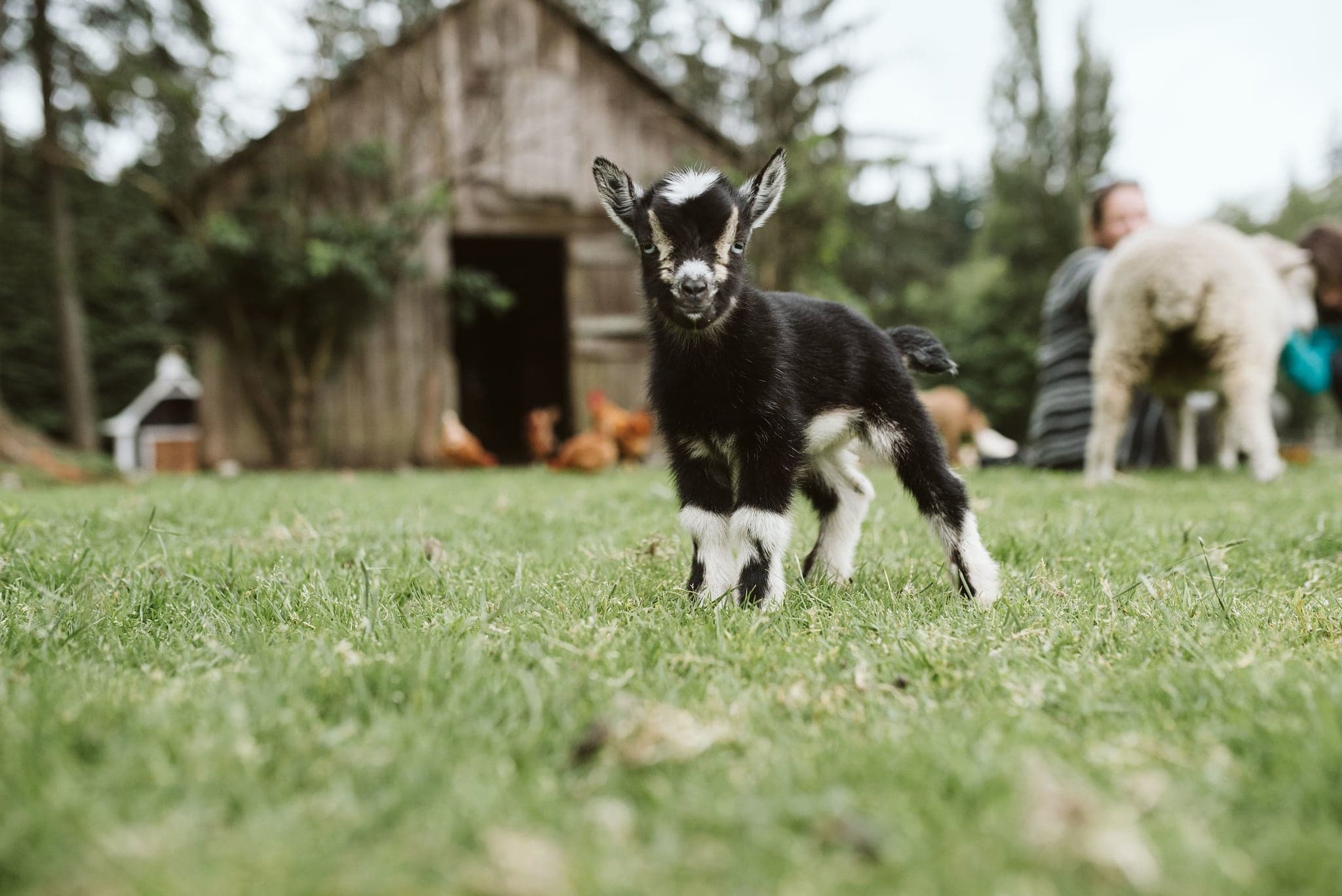 Holly Hill Farm in Campbell River