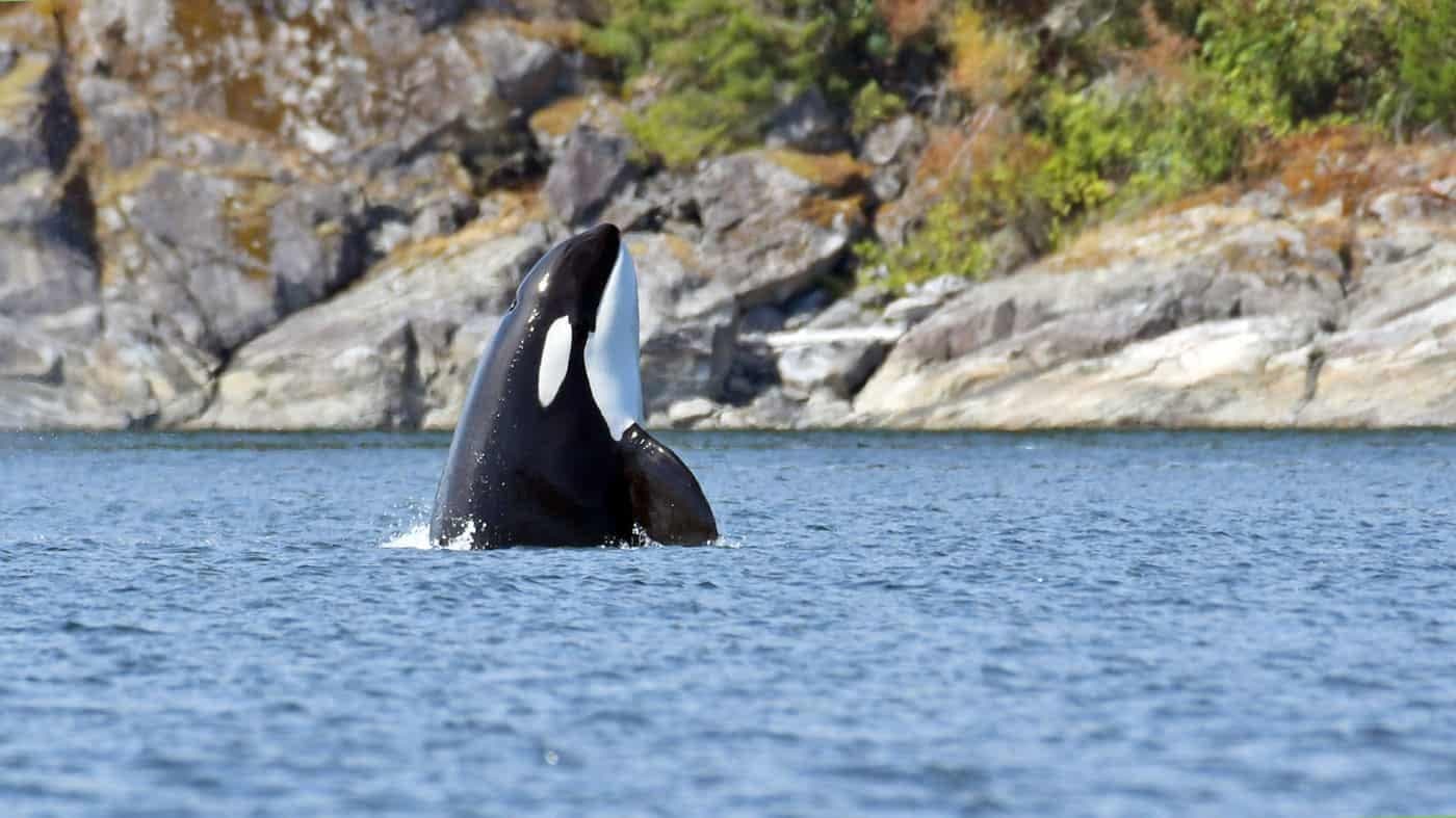 Big Animal Encounters in Campbell River