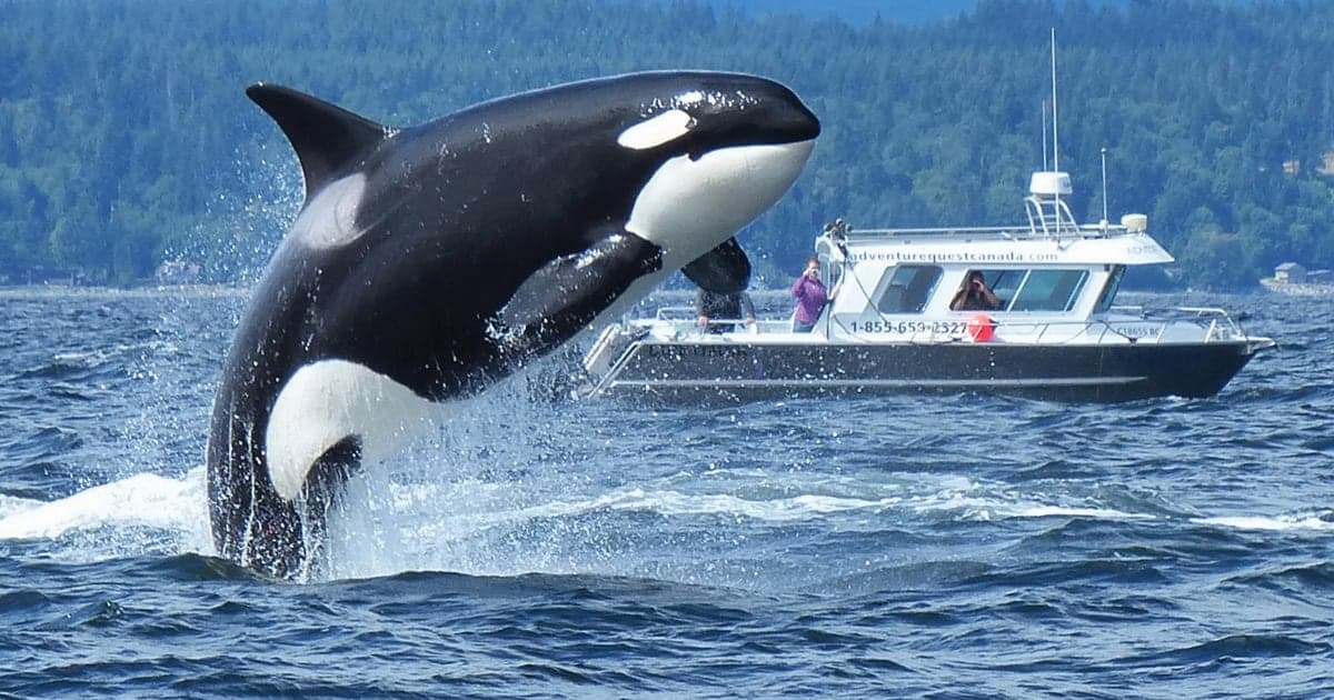 Adventure Quest Tours Canada in Campbell River
