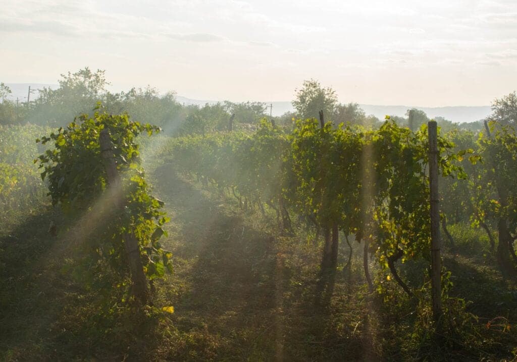 Corlan Farm Vineyard And Winery in Denman Island