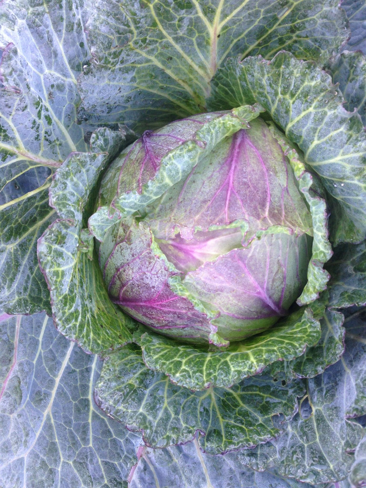 Two Roads Farm in Denman Island