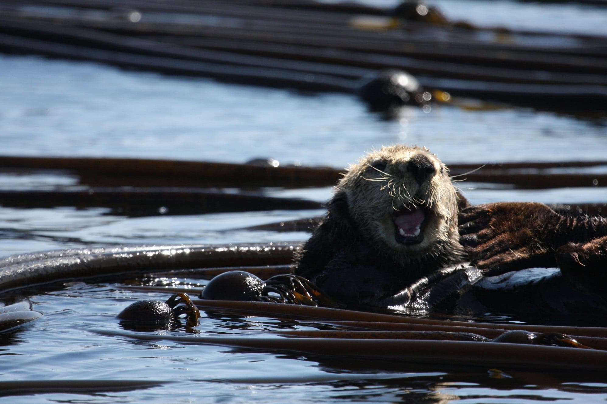 Oak Bay Tours in Victoria