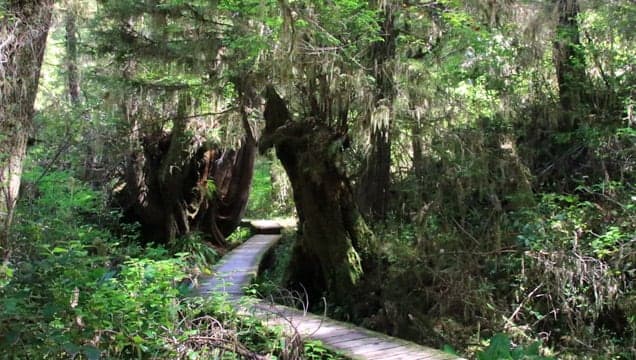 Rainforest Trail in Tofino