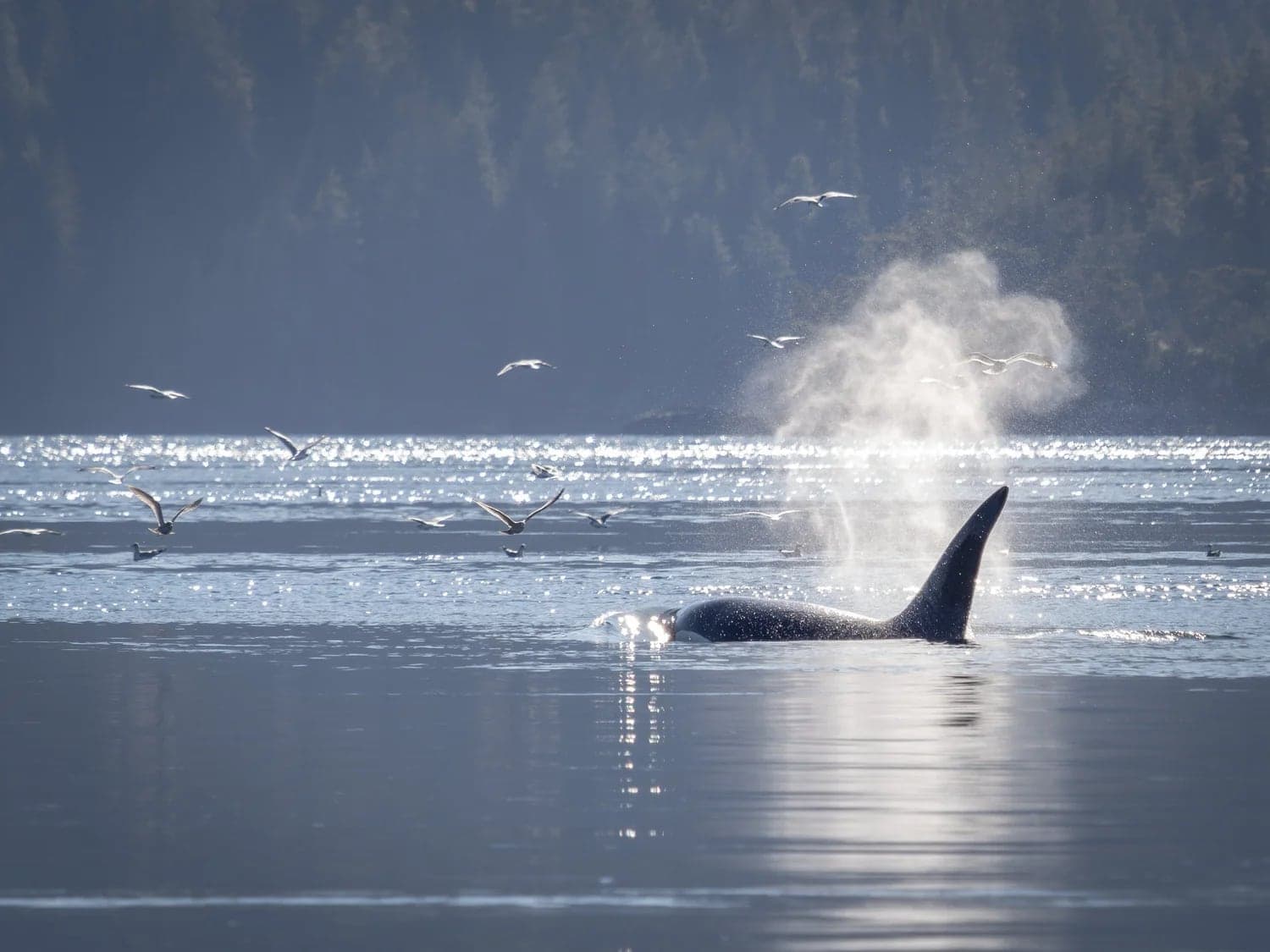 Seasmoke Whale Watching in Alert Bay