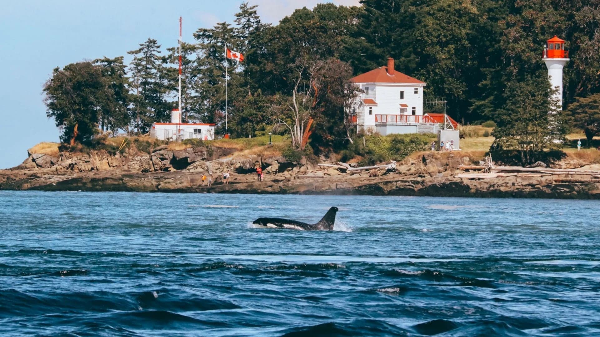 Prince of Whales - Whale & Marine Wildlife Adventures Telegraph Cove in Port McNeill
