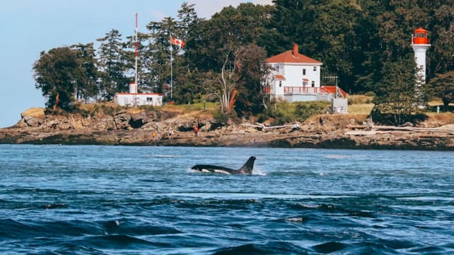 Prince of Whales - Whale & Marine Wildlife Adventures Telegraph Cove in Port McNeill