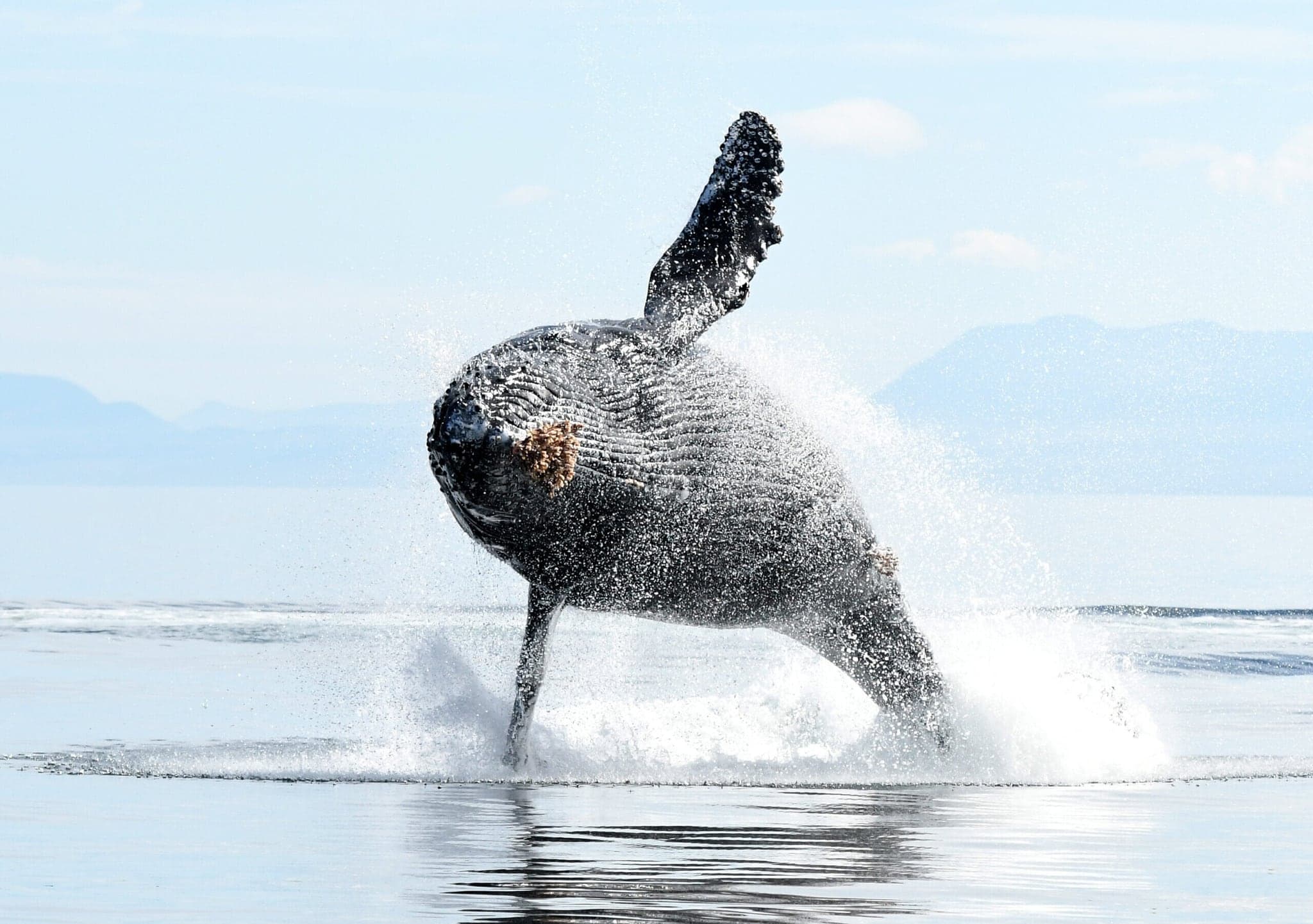 Parksville Whale & Wildlife Adventures in Parksville